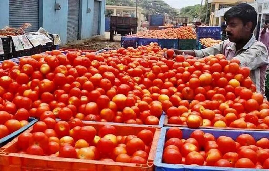 మదనపల్లెలో పడిలేస్తున్న టమోటా ధరలు