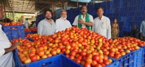 మదనపల్లెలో కిలో రూ.40 పలికిన టమోటా